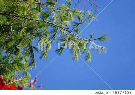 青空にに映えるストローブマツ 青空にに映えるストローブマツ 46377158
