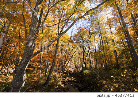 秋の矢ノ原湿原 秋の矢ノ原湿原 46377413