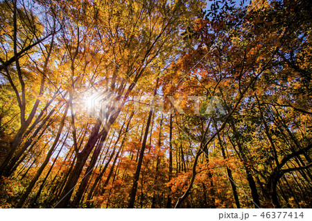 秋の矢ノ原湿原 秋の矢ノ原湿原 46377414