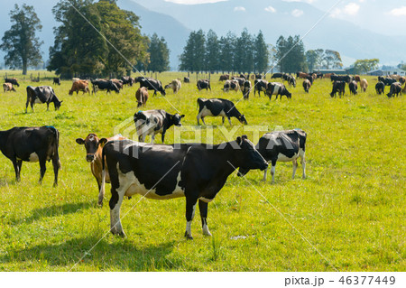 Cow eating over green glass Cow eating over green glass 46377449