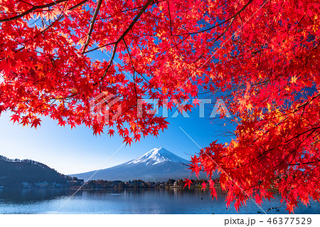 絶景 日本の秋 富士山と紅葉の写真素材