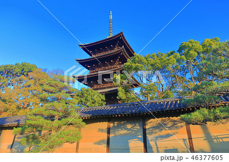 朝日を浴びる東寺の五重塔 朝日を浴びる東寺の五重塔 46377605