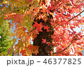 プラタナスの紅葉 46377825