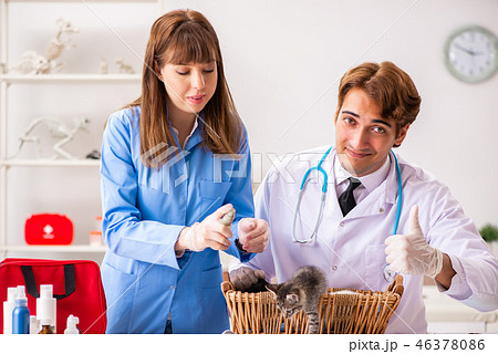 Doctor and assistant in vet clinic checking up kitten Doctor and assistant in vet clinic checking up kitten 46378086