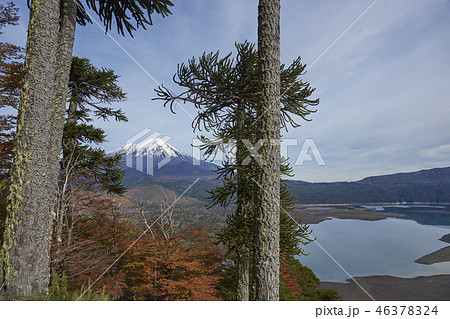 Volcano Llaima in Conguillio National Park 46378324