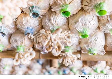 oyster mushroom organic cultivation oyster mushroom organic cultivation 46378337