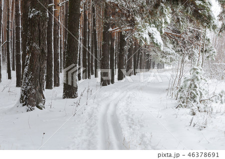 Ski track at the forest edge 46378691