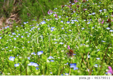 小さいお花たち 小さいお花たち 46379011