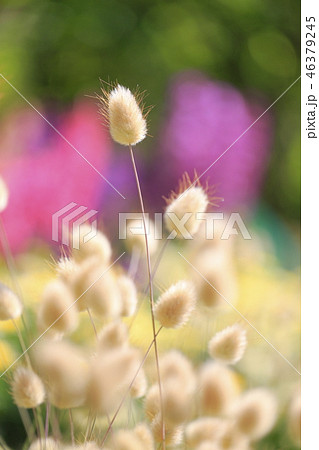 マクロレンズで撮ったラグラス マクロレンズで撮ったラグラス 46379245