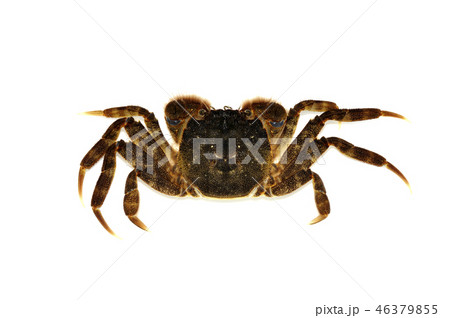モクズガニ 46379855