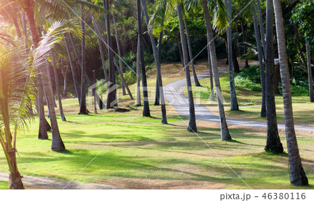 Walkway in the coconut garden. Walkway in the coconut garden. 46380116