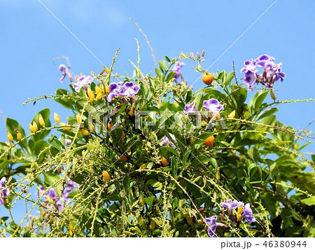 デュランタの花と実/北品川 デュランタの花と実/北品川 46380944