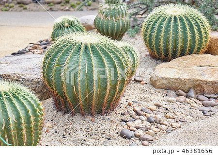 Big cactus with big thorns in the park. Big cactus with big thorns in the park. 46381656