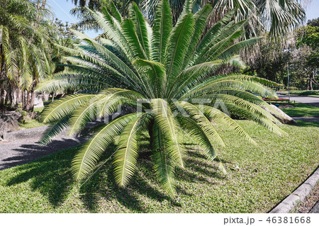 Bush of green palm tree with leaves in the garden. 46381668