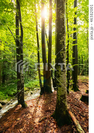 sunlight in summer forest 46382001