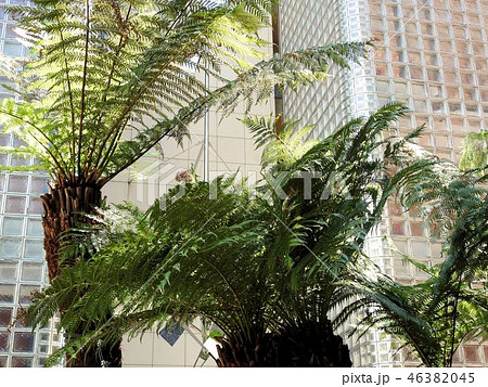 ディクソニア／銀座ソニーパーク 46382045