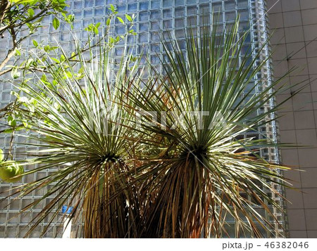 ユッカロストラータ／銀座ソニーパーク 46382046