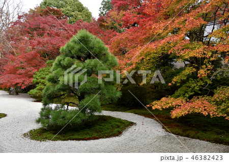 秋の天授庵　紅葉の庭 46382423