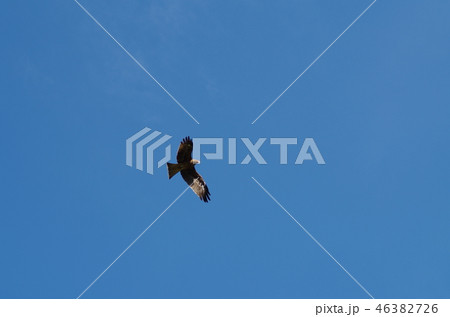 空を飛ぶタカ 空を飛ぶタカ 46382726