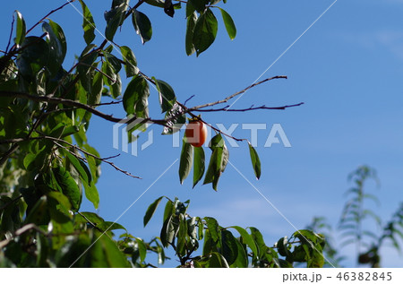 柿と空 柿と空 46382845
