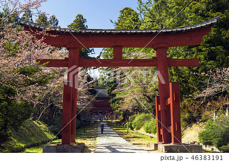 春の岩木神社参道と赤鳥居 46383191