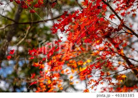 紅葉 秋の伊賀上野 紅葉 秋の伊賀上野 46383385