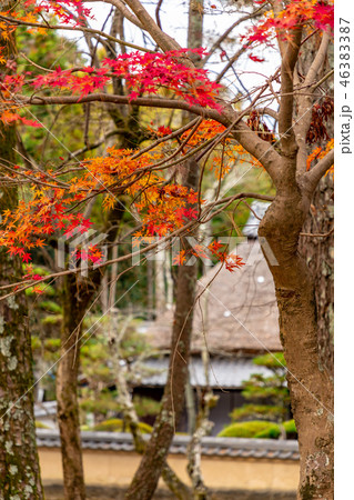 藁葺屋根と紅葉 藁葺屋根と紅葉 46383387