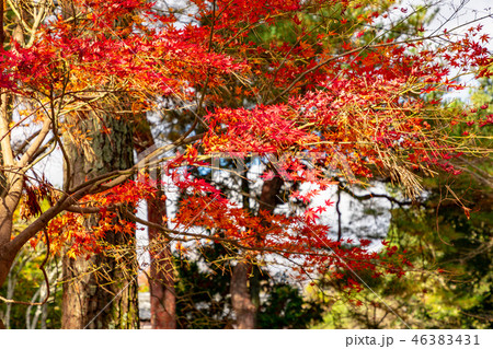 紅葉 秋の伊賀上野 紅葉 秋の伊賀上野 46383431
