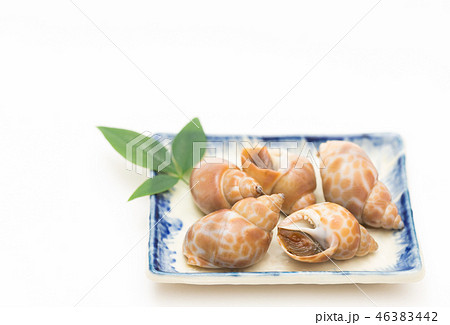 バイガイ バイガイ 46383442