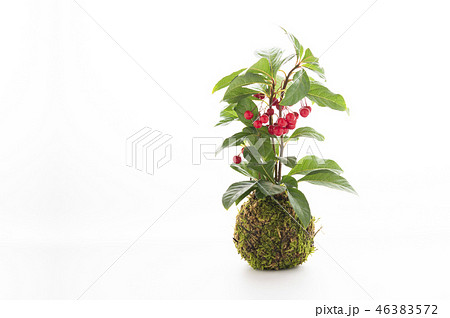 やぶこうじ 苔玉 やぶこうじ 苔玉 46383572