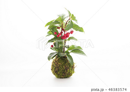 やぶこうじ 苔玉 やぶこうじ 苔玉 46383574