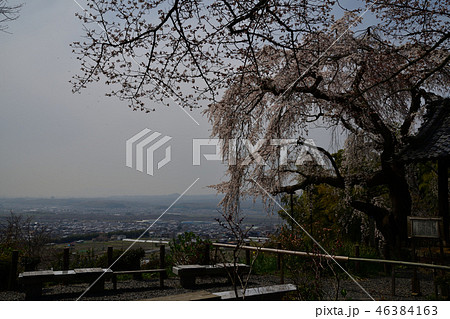 地蔵院の枝垂桜 46384163