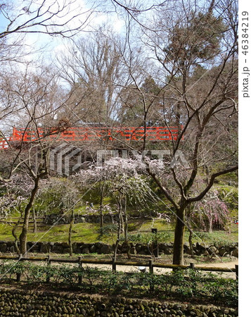 北野天満宮　梅 46384219