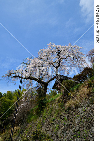 地蔵院の枝垂桜 46384236