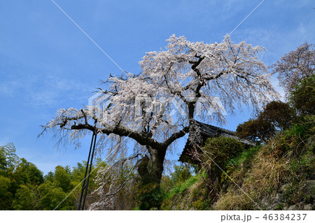 地蔵院の枝垂桜 46384237