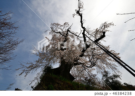 地蔵院の枝垂桜 46384238