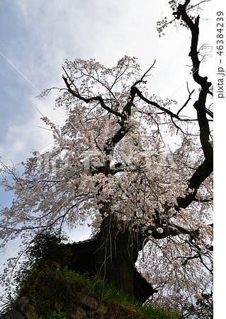地蔵院の枝垂桜 46384239