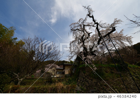 地蔵院の枝垂桜 46384240