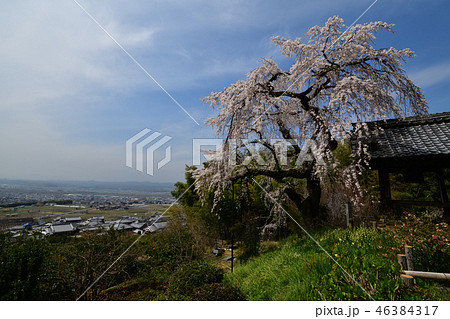 地蔵院の枝垂桜 地蔵院の枝垂桜 46384317