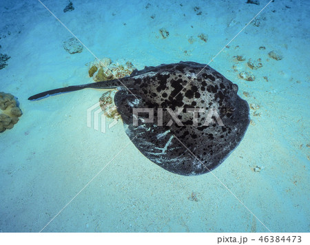 マダラエイ 46384473