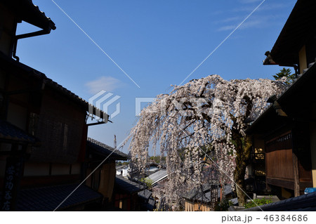 三年坂の枝垂れ桜 46384686