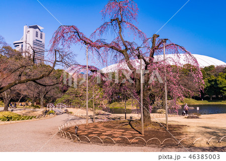 （東京）春の小石川後楽園 46385003