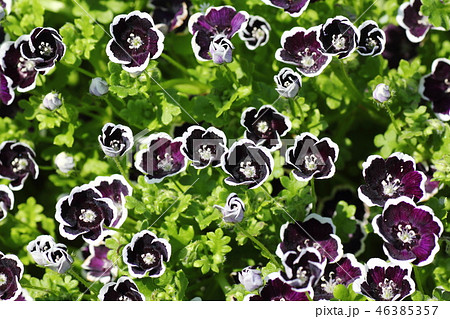 ネモフィラ・ペニーブラック ネモフィラ・ペニーブラック 46385357