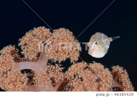 アオサハギ 46385420