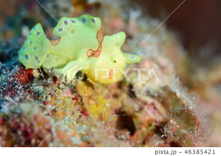 カエルアンコウ カエルアンコウ 46385421