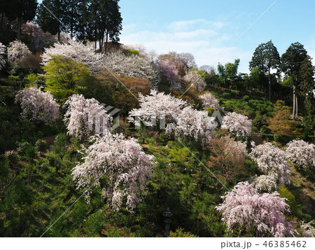 京都西山善峯寺の桜 46385462