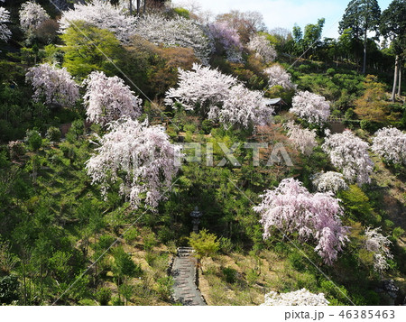 京都西山善峯寺の桜 京都西山善峯寺の桜 46385463
