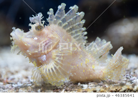 ボロカサゴ 46385641