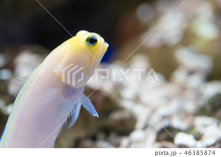 イエローヘッドジョーフィッシュ 46385874