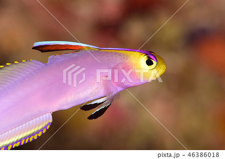 寄生虫に侵された魚 寄生虫に侵された魚 46386018